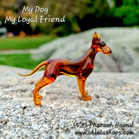 5.11 PHARAOH HOUND - CHIEN DU PHARAON - PHARAONENHUND - PERRO DEL FARAÓN